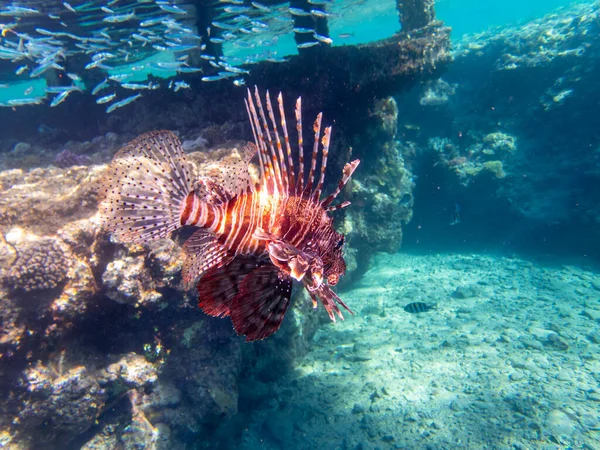 Pterois Volitans Lionfish Zebra Red Sea Coral Reef Egypt Hurghada — ストック写真