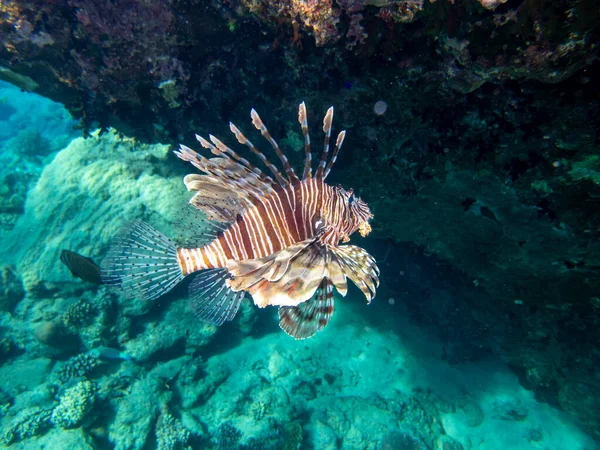 Pterois Volitans Lionfish Zebra Red Sea Coral Reef Egypt Hurghada — Stock Photo, Image