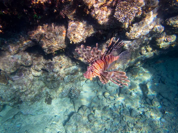 Pterois Volitans Lionfish Zebra Red Sea Coral Reef Egypt Hurghada — Stock Photo, Image