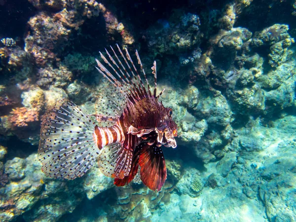 Pterois Volitans Lionfish Zebra Коралловом Рифе Красного Моря Египет Хургада — стоковое фото