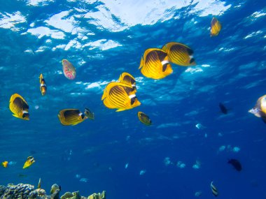 Residents of the underwater flora of the coral reef in the Red Sea, Hurghada, Egypt