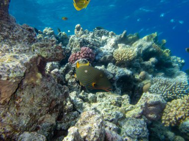Residents of the underwater flora of the coral reef in the Red Sea, Hurghada, Egypt