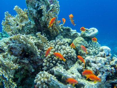 Residents of the underwater flora of the coral reef in the Red Sea, Hurghada, Egypt