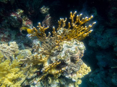Residents of the underwater flora of the coral reef in the Red Sea, Hurghada, Egypt