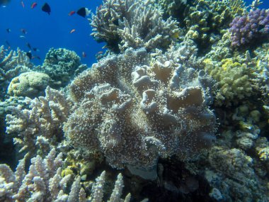 Residents of the underwater flora of the coral reef in the Red Sea, Hurghada, Egypt