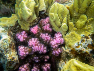 Residents of the underwater flora of the coral reef in the Red Sea, Hurghada, Egypt
