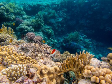 Residents of the underwater flora of the coral reef in the Red Sea, Hurghada, Egypt
