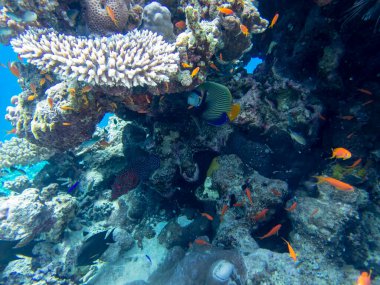 Residents of the underwater flora of the coral reef in the Red Sea, Hurghada, Egypt