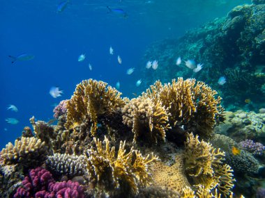 Residents of the underwater flora of the coral reef in the Red Sea, Hurghada, Egypt