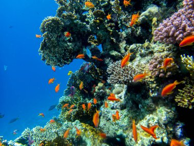 Residents of the underwater flora of the coral reef in the Red Sea, Hurghada, Egypt