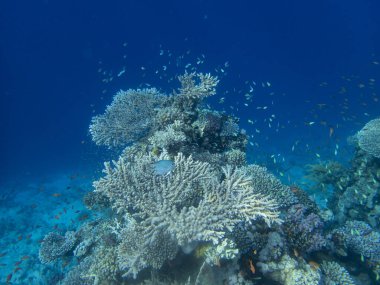 Bright inhabitants of the coral reef in the Red Sea, Egypt, Hurghada