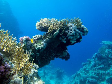 Bright inhabitants of the coral reef in the Red Sea, Egypt, Hurghada