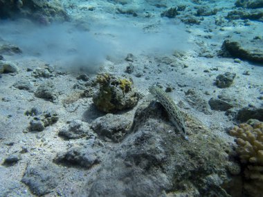 Bright inhabitants of the coral reef in the Red Sea, Egypt, Hurghada