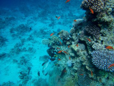 Bright inhabitants of the coral reef in the Red Sea, Egypt, Hurghada