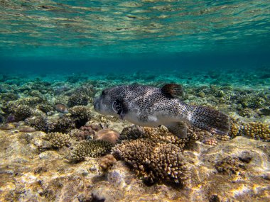 Bright inhabitants of the coral reef in the Red Sea, Egypt, Hurghada