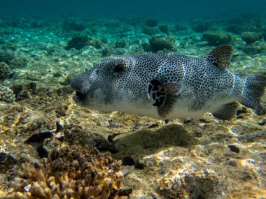 Bright inhabitants of the coral reef in the Red Sea, Egypt, Hurghada