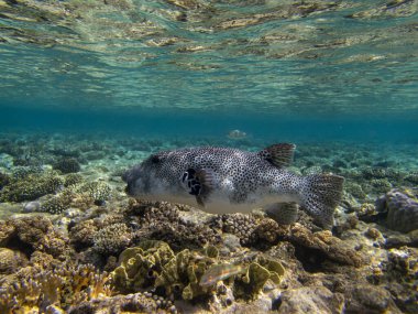 Bright inhabitants of the coral reef in the Red Sea, Egypt, Hurghada