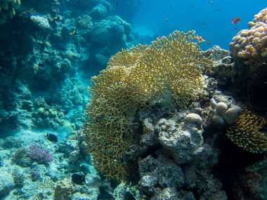 Bright inhabitants of the coral reef in the Red Sea, Egypt, Hurghada