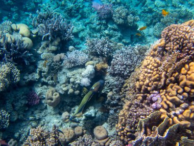 Bright inhabitants of the coral reef in the Red Sea, Egypt, Hurghada