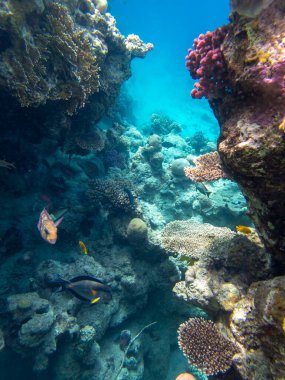 Bright inhabitants of the coral reef in the Red Sea, Egypt, Hurghada