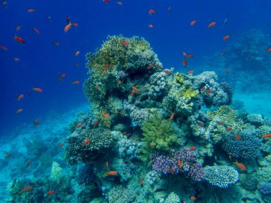 Bright inhabitants of the coral reef in the Red Sea, Egypt, Hurghada