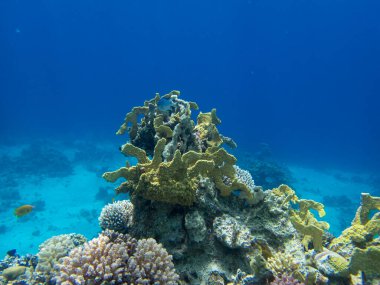 Beautiful underwater seascape with corals and fish, Red Sea, Egypt