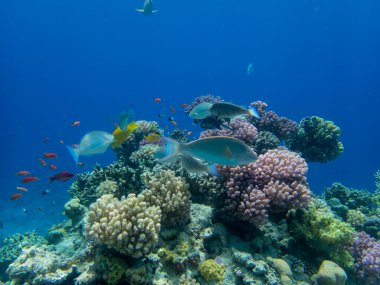 Beautiful underwater seascape with corals and fish, Red Sea, Egypt