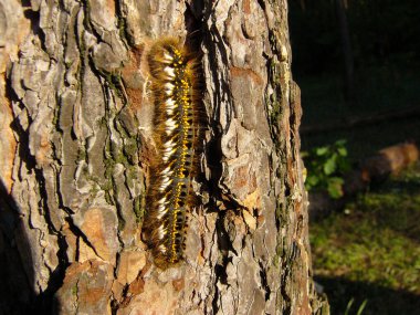 A colorful caterpillar crawls on a tree