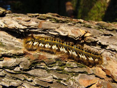 A colorful caterpillar crawls on a tree