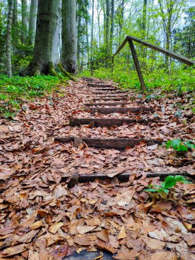 Beautiful Yew Reserve in Kolomyia