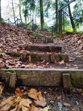 Beautiful Yew Reserve in Kolomyia