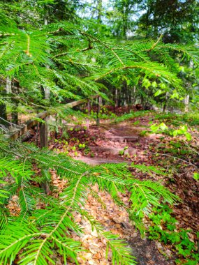 Beautiful Yew Reserve in Kolomyia