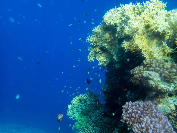 Residents of the underwater flora of the coral reef in the Red Sea, Hurghada, Egypt