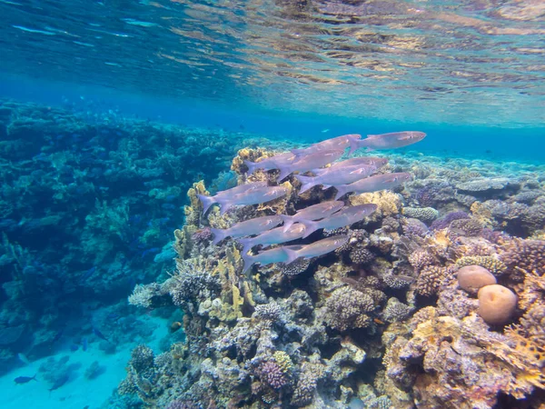 Residents Underwater Flora Coral Reef Red Sea Hurghada Egypt — Stockfoto
