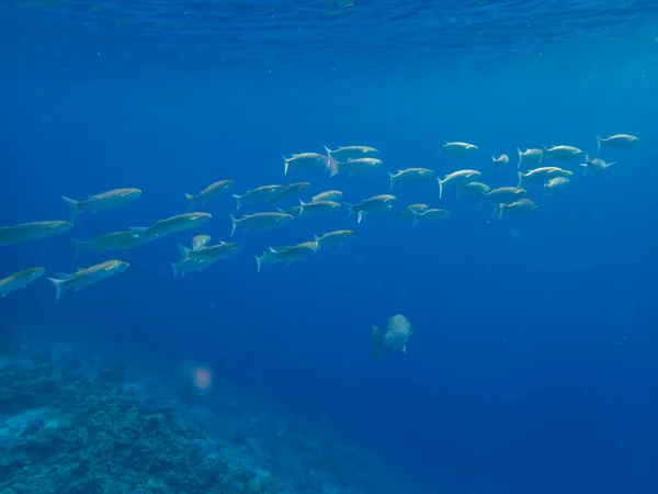 Residents Underwater Flora Coral Reef Red Sea Hurghada Egypt — Stockfoto