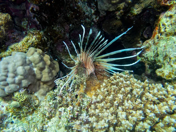 Pterois volitans or Lionfish Zebra in Red Sea coral reef, Egypt, Hurghada