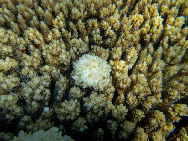 Residents of the underwater flora of the coral reef in the Red Sea, Hurghada, Egypt