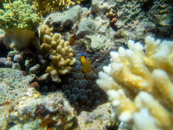 Residents Underwater Flora Coral Reef Red Sea Hurghada Egypt — Foto de Stock