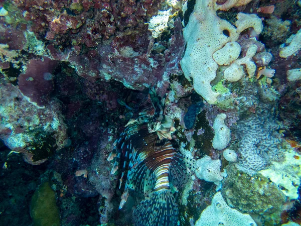 Residents of the underwater flora of the coral reef in the Red Sea, Hurghada, Egypt