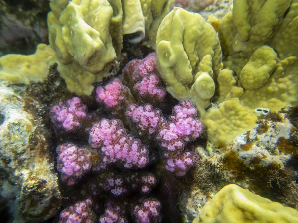 Residents of the underwater flora of the coral reef in the Red Sea, Hurghada, Egypt