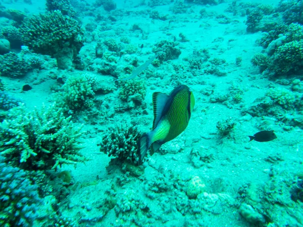Residents Underwater Flora Coral Reef Red Sea Hurghada Egypt —  Fotos de Stock