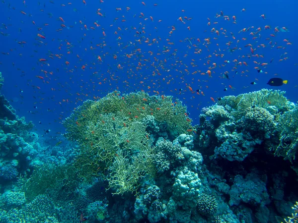 Residents of the underwater flora of the coral reef in the Red Sea, Hurghada, Egypt