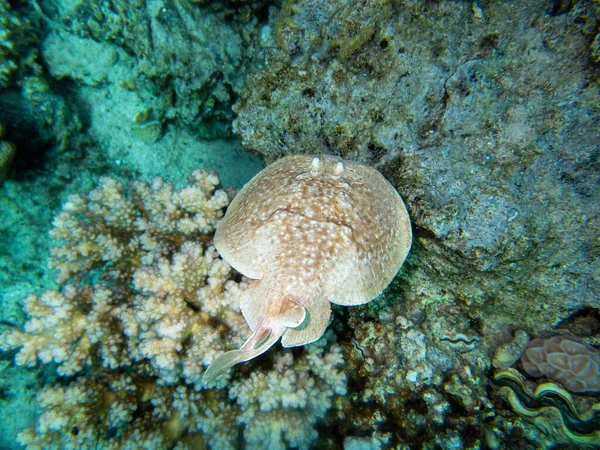 Stingray Bottom Red Sea Egypt Hurghada — Stockfoto