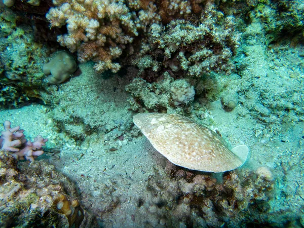 Stingray Bottom Red Sea Egypt Hurghada — Photo