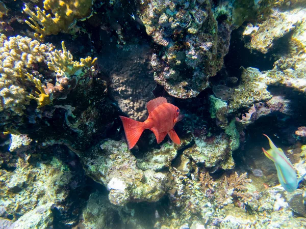 Residents Underwater Flora Coral Reef Red Sea Hurghada Egypt — Fotografia de Stock