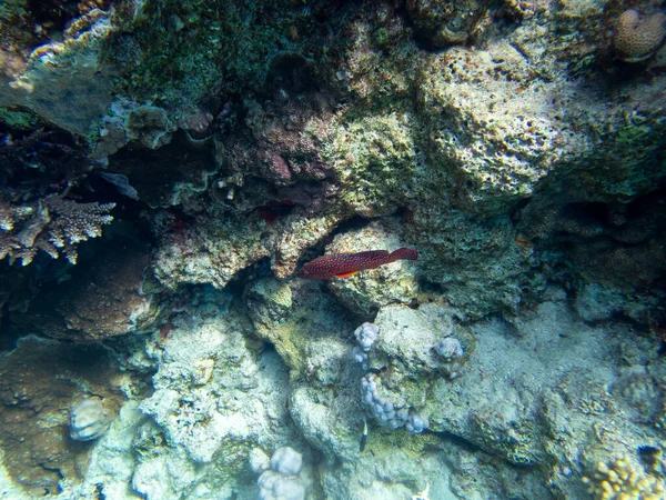 Residents Underwater Flora Coral Reef Red Sea Hurghada Egypt — Zdjęcie stockowe
