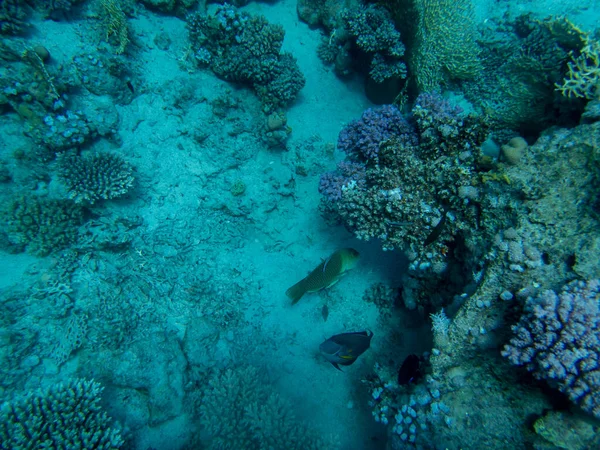 Bright Inhabitants Coral Reef Red Sea Egypt Hurghada — Stockfoto