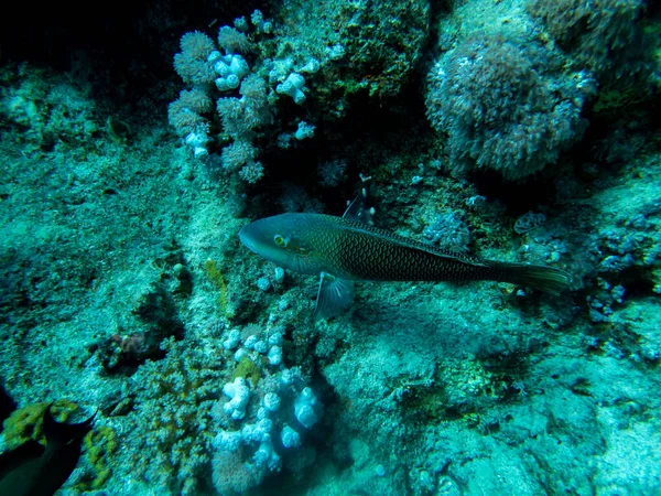 Bright Inhabitants Coral Reef Red Sea Egypt Hurghada — Stock Fotó