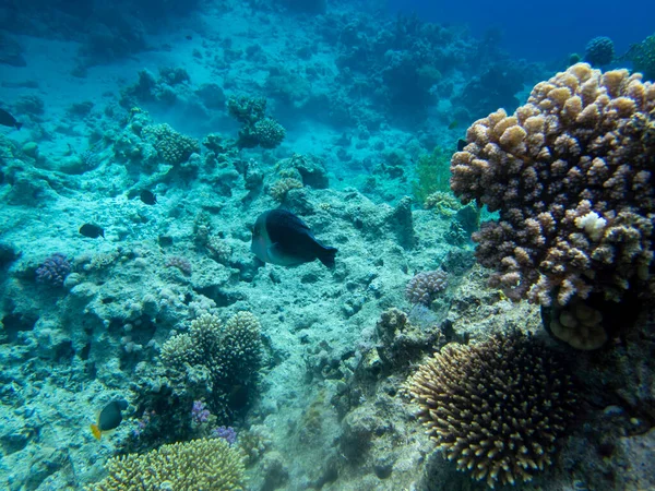 Bright Inhabitants Coral Reef Red Sea Egypt Hurghada — Stockfoto
