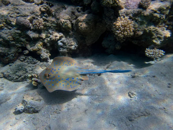 Stingray Дне Красного Моря Египет Хургада — стоковое фото